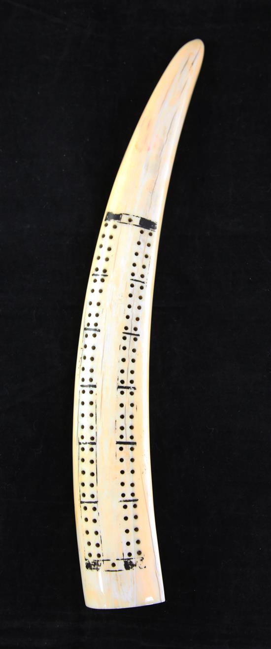 A 19th century walrus ivory cribbage board, 15.5in.